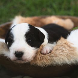 Quil - Black and white male Border Collie puppy in Fresno, California from Alpine Tails