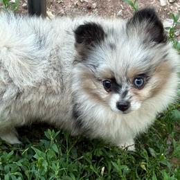 Whiskey Darlin' - (Blue Merle and Tan Parti Female) - Blue merle female Pomeranian puppy in Buck Valley, Pennsylvania from Buck Valley Pomeranians