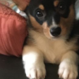 Pembroke Welsh Corgis from Smilin Corgis