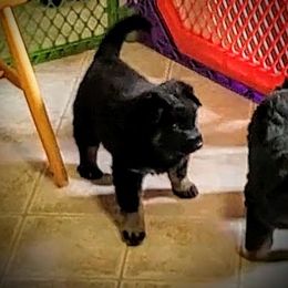 German Shepherd Puppies from Littlewood Shepherds