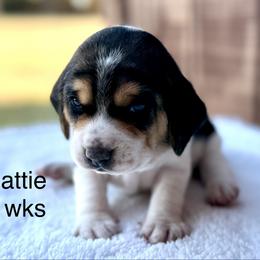 Hattie AKC - Black tan and white female Beagle puppy in Rogersville, Missouri from Hales Little Beagle Haven