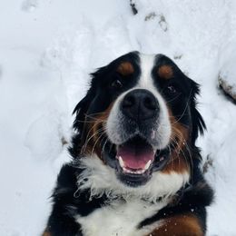 Bernese Mountain Dogs from Summit Soulmate