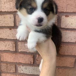 Boots - Black and tan male Pembroke Welsh Corgi puppy in Cumming, Georgia from Carter’s Corgis LLC