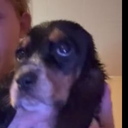 Girl 1 - Black brown and white female Basset Hound puppy in Letcher, Kentucky from Hackers Appalachian Basset Hounds