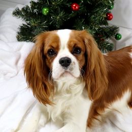 Cavalier King Charles Spaniels from Graceful Acres