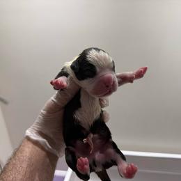 Male 1 (1) - Fawn male Boxer puppy in Jamesville, New York from Reynolds Homestead Boxers
