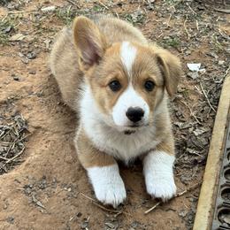 Budro - Sable male Pembroke Welsh Corgi puppy in Millsap, Texas from Punchy Pembroke Ranch
