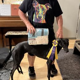 Greyhound puppies from ARK Greyhound Kennel LLC