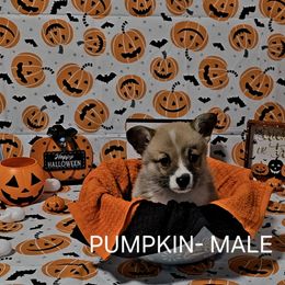 American Corgi Puppies from Whitecreek Corgis of Columbus, IN