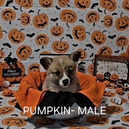 American Corgi Puppies from Whitecreek Corgis of Columbus, IN