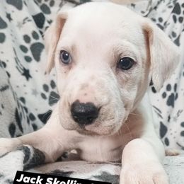 Jack Skellington (Black Collar) LUA - White and lemon male Dalmatian puppy in Raymondville, Missouri from Wagner's Dalmatian's