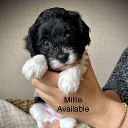 Girl 1 - Cavapoo puppy from Carolina Doodles & Co.