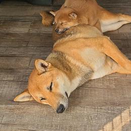 Tuffy - Shiba Inu