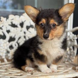 Lala - Black and tan female Pembroke Welsh Corgi puppy in East Oakdale, California from Rhettro Kennels