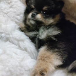 Pomeranian Puppies from Cutie Poms