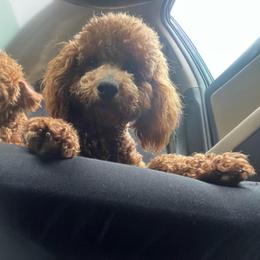 Peaches - Poodle