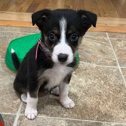 Girl 4 Drama - Tri-color Border Collie puppy in Rolla, Missouri from Elysian Border Collies, LLC.