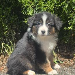Deduction- black tri male 1 - Black tri-color male Australian Shepherd puppy in Chehalis, Washington from Wandering Acres Ranch