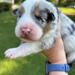 Joey - Blue merle male Australian Shepherd puppy in Bethlehem, Georgia from CJ Farm and Kennels