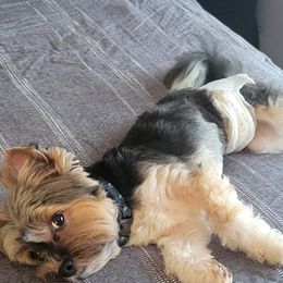 Link - Biewer Terrier