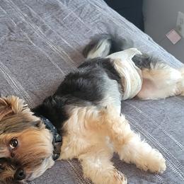 Link - Biewer Terrier