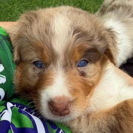 Lily - Red merle female Australian Shepherd puppy in Clover, South Carolina from Jo’s Aussies
