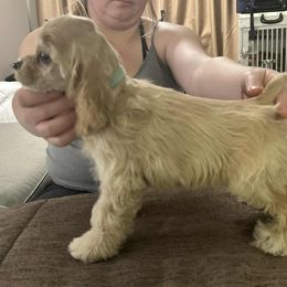Girl 2 - Buff female Cocker Spaniel puppy in Charleston, Tennessee from Nefer's Kennel