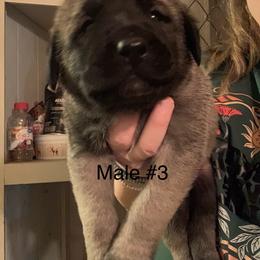 Male 3 - Fawn male Anatolian Shepherd Dog puppy in Daggett, Michigan from T&S Anatolians