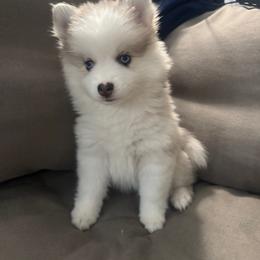 Thumper - Merle female Pomsky puppy in West Sacramento, California from Pinkie's Pomskies