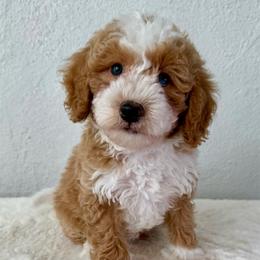 Tigger - Red male Bernedoodle puppy in Concord, California from Golden State Good Dogs