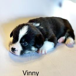 Vinny - Black and tan male Pembroke Welsh Corgi puppy in Creston, Iowa from GSF Pembroke Welsh Corgis
