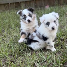 Miniature Australian Shepherd Puppies from Peace Creek Aussies