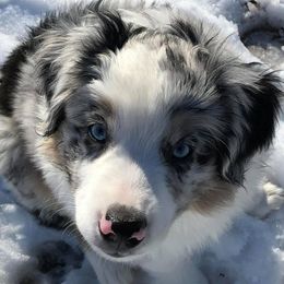 Miniature American Shepherds from Flightsong Minis