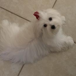 CELINE - Maltese