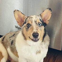 Joey - Pembroke Welsh Corgi