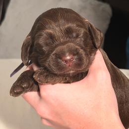 Purple Girl - Chocolate female Australian Labradoodle puppy in Saint Louis, Missouri from Gateway Australian Labradoodles