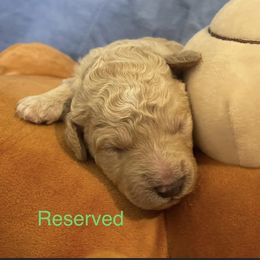 Boy 2 - Poodle puppy in Pensacola, Florida from Frida Farms