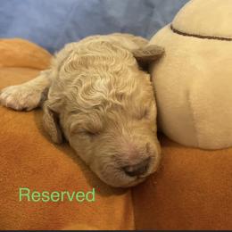Boy 2 - Poodle puppy in Pensacola, Florida from Frida Farms