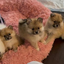Pomeranian Puppies from ARC Kennels