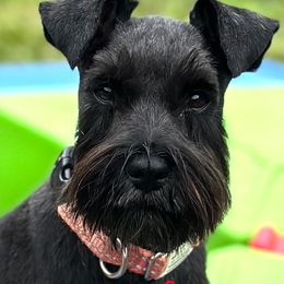 Girl 1 AKC - Black and silver female Miniature Schnauzer puppy in Pelzer, South Carolina from Schnauzer Heaven Von Longbach