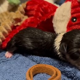 Brown Fox - Black and tan male Pembroke Welsh Corgi puppy in Summerfield, Florida from Promise Land Farm