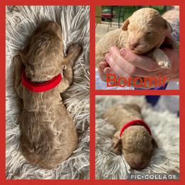 Poodle and Whoodle Puppies from Kalin’s K9s