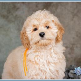 Damian - Red male Cockapoo puppy in Connersville, Indiana from Deaz Doodle Ranch