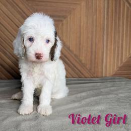 Violet Girl - Tri-color female Bernedoodle puppy in Modesto, California from Two Doods Doodles