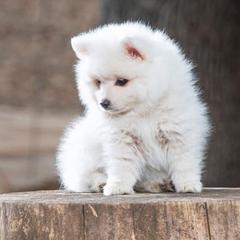 American Eskimo Dogs, Newfoundlands, and Siberian Huskies from Blossom Trail Kennel