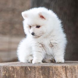 American Eskimo Dogs, Newfoundlands, and Siberian Huskies from Blossom Trail Kennel