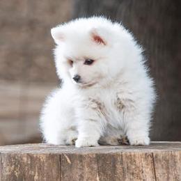 American Eskimo Dogs, Newfoundlands, and Siberian Huskies from Blossom Trail Kennel