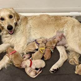 Golden Retriever Puppies from Upper Park Goldens
