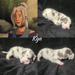 Kya - Harlequin female Great Dane puppy in Pollock, Louisiana from Danes Done Right