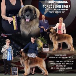 Steve - Leonberger